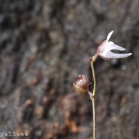 Utricularia caerulea L.